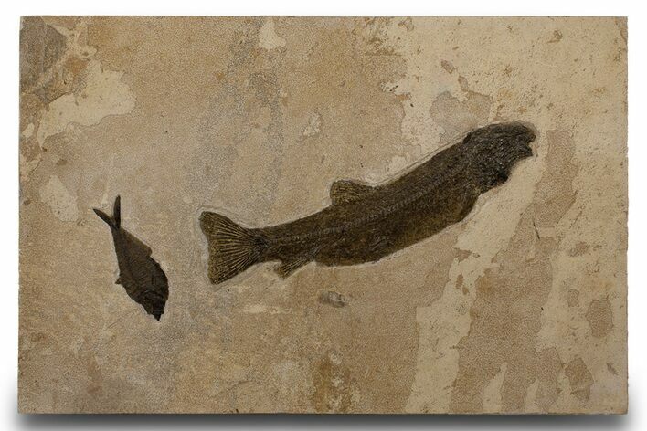 Multiple Fossil Fish (Notogoneus & Diplomystus) - Wall Mount #300613